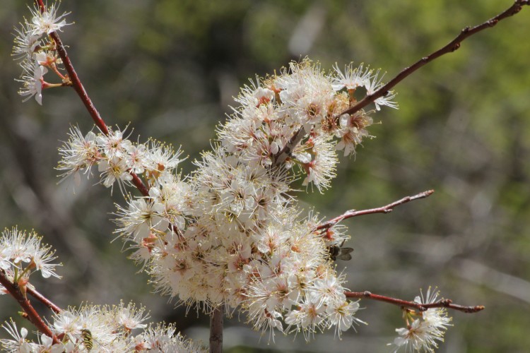 American Plum?